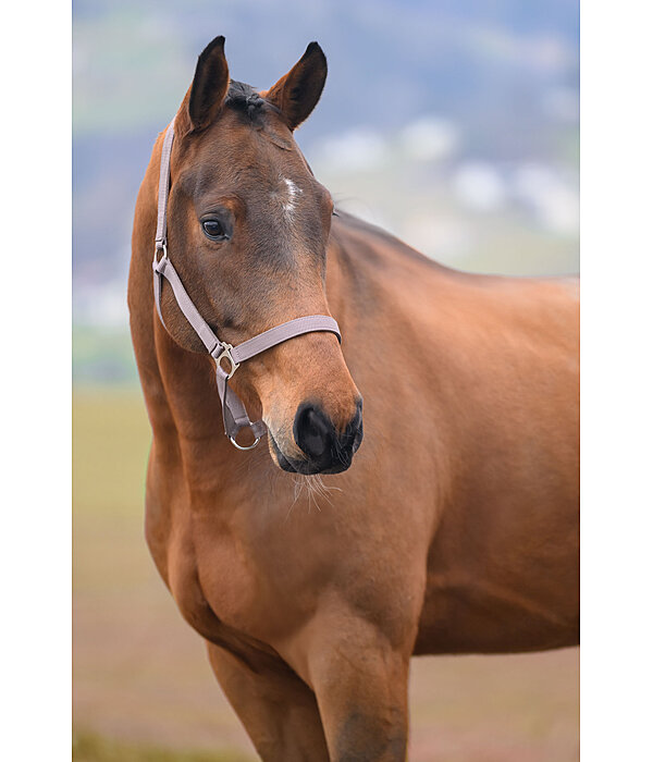 Headcollar Super Price