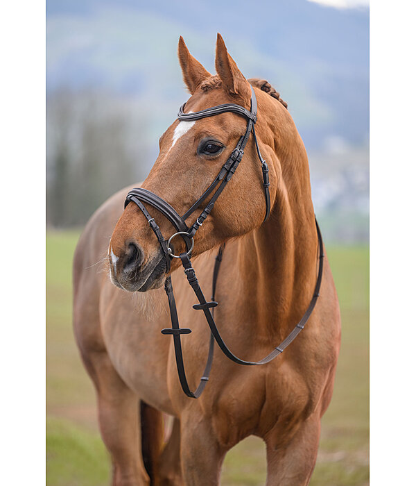 Bridle Beauty