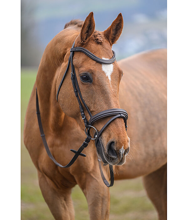 Bridle Beauty