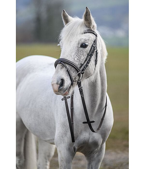 Bridle Beauty