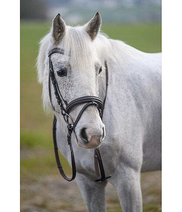 Bridle Beauty