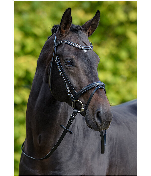 Bridle Beauty