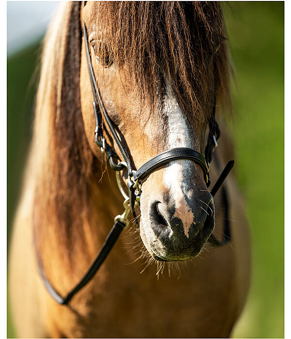 Drop Noseband Garri