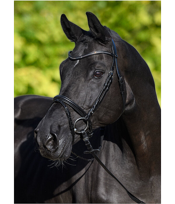 Flash Bridle Panama