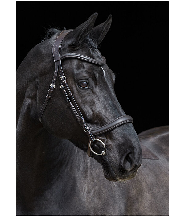 Bridle Gently Anatomical Innovation