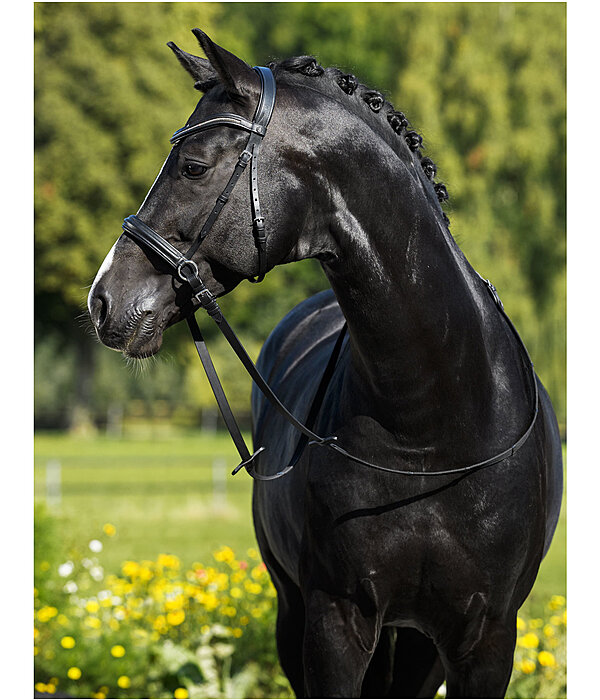 Bitless Bridle Gentle Connection