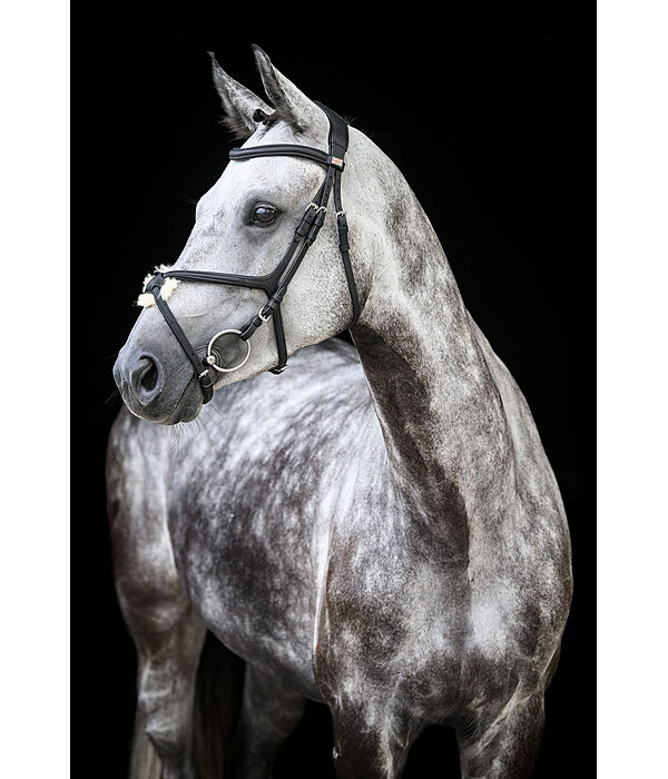 Grackle Bridle Diabolo