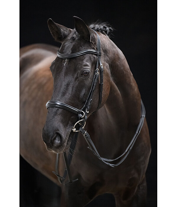 Bitless Bridle 5-in-1