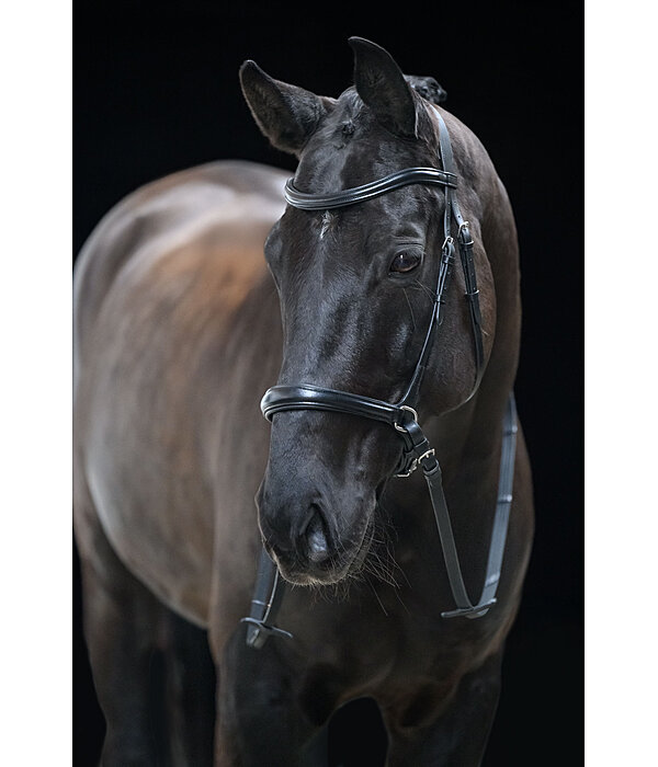 Bitless Bridle 5-in-1