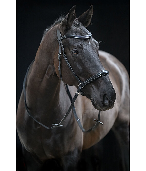 Bitless Bridle 5-in-1