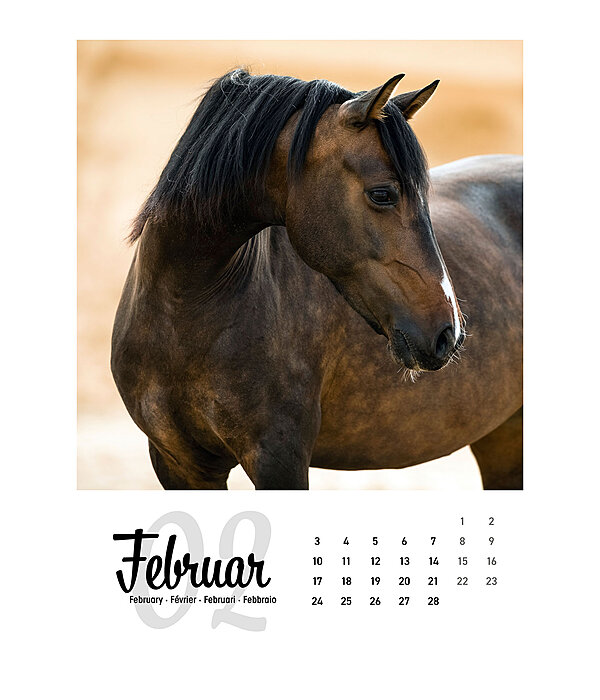 Horse Calendar 2024