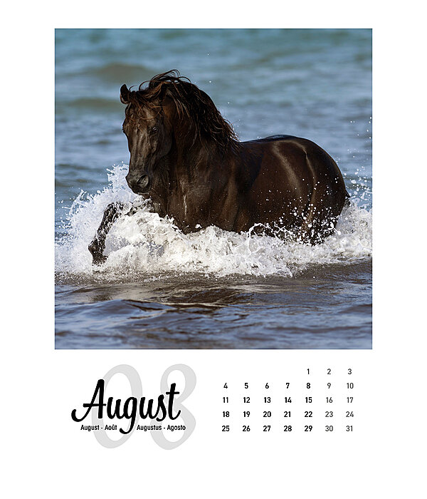 Horse Calendar 2024