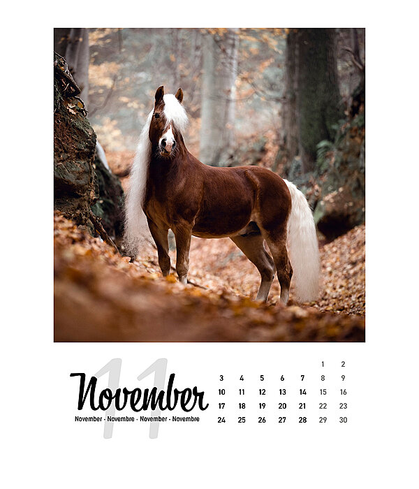 Horse Calendar 2024