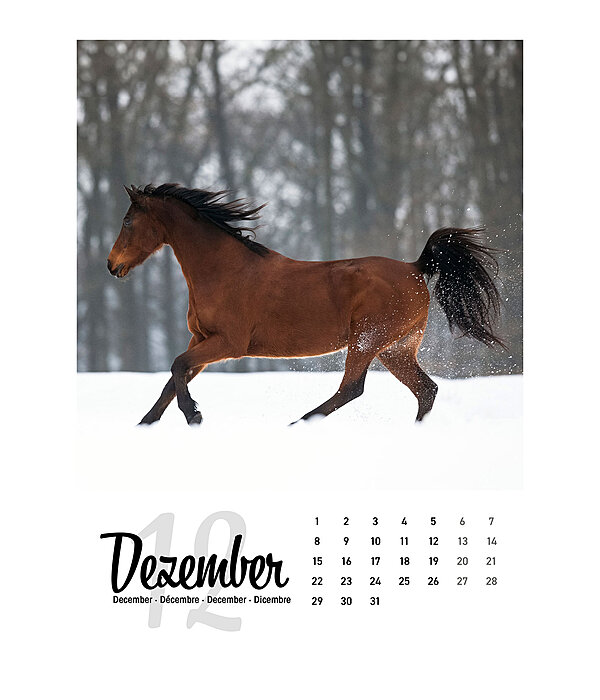 Horse Calendar 2024