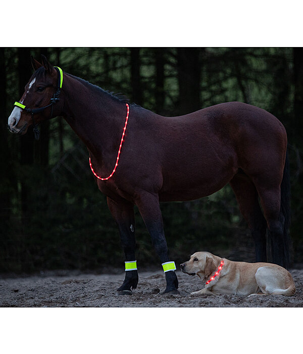 LED-Light Neck Strap for Horses