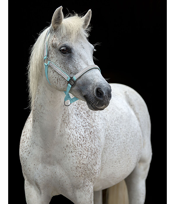 Hi-Vis Headcollar Shiny