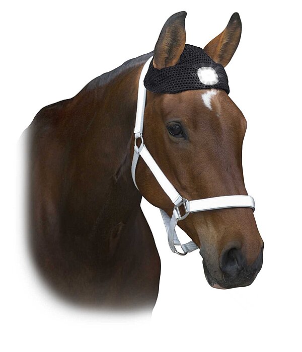 LED Head Lamp for Horses