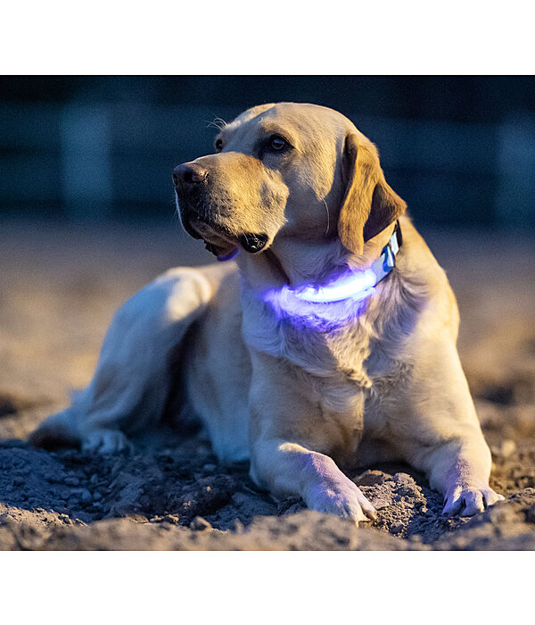 LED Dog Collar Loom