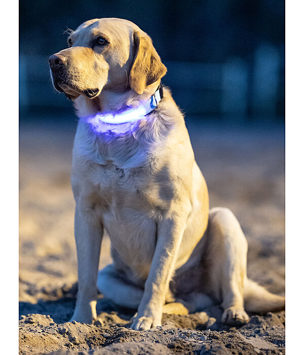 LED Dog Collar Loom