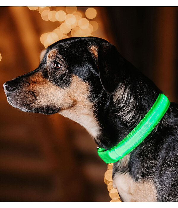 LED Dog Collar Loom