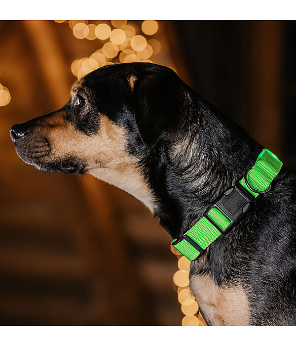 LED Dog Collar Loom