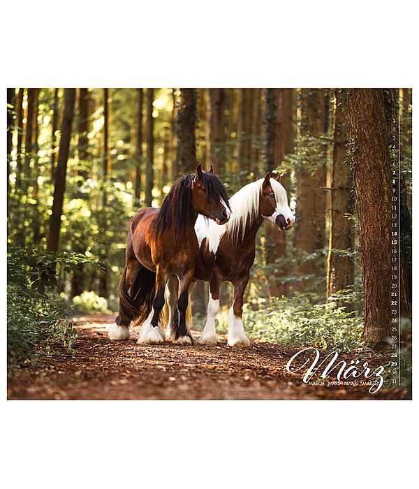 Irish Cob Calender 2026