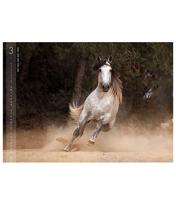 Horses Calender 2026