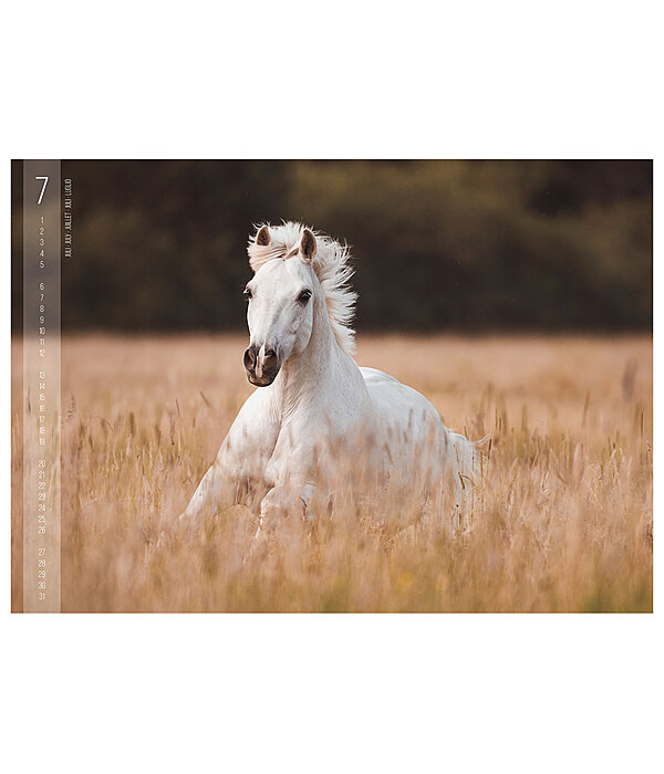Horses Calender 2026