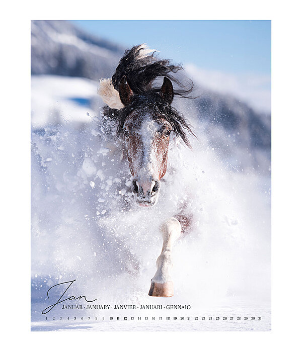 Horse Love Calendar 2026
