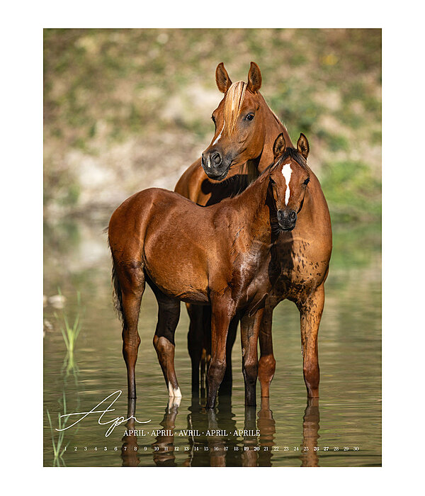 Horse Love Calendar 2026