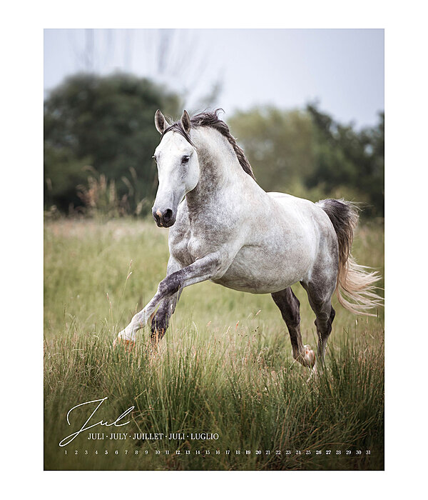 Horse Love Calendar 2026