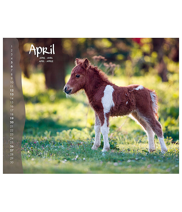 Foals Calendar 2024