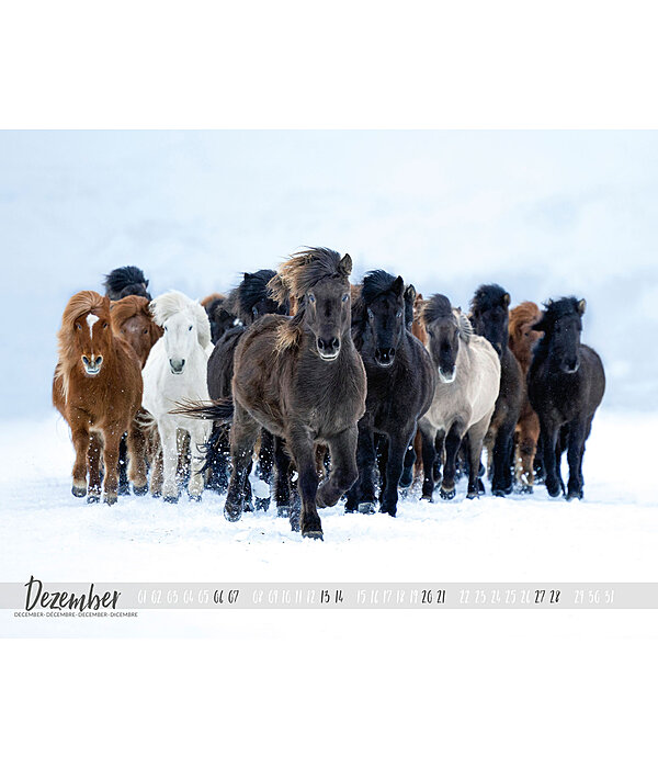 Icelandic Horse Calendar 2024