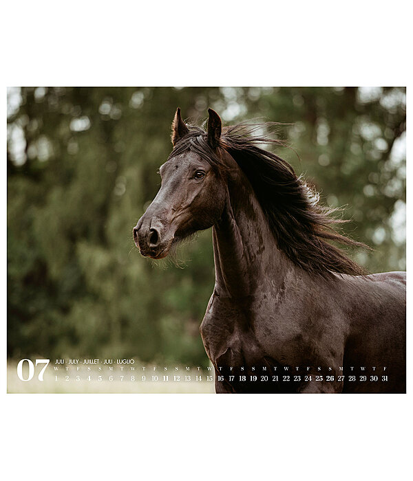 Friesian Horse Calendar 2026