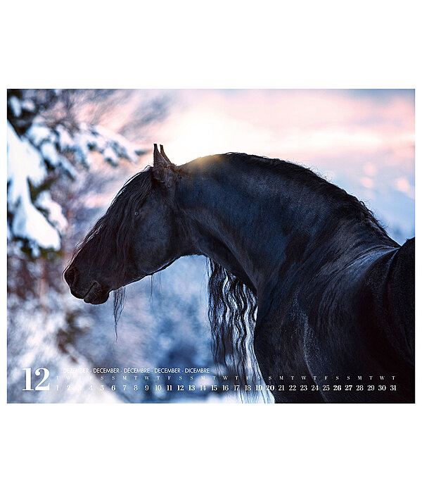 Friesian Horse Calendar 2026
