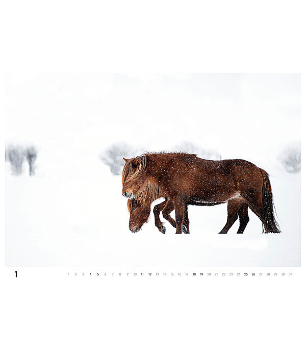Icelandic Horse Calendar 2026