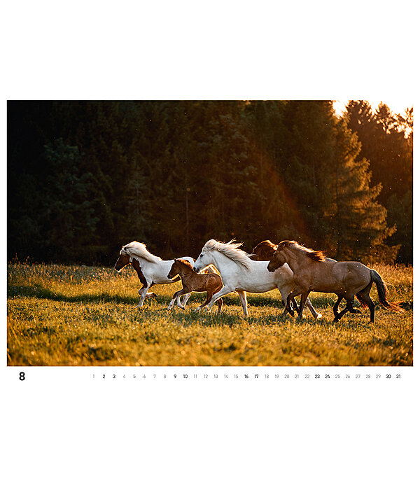 Icelandic Horse Calendar 2026