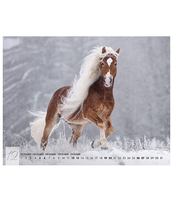 Haflinger Calendar 2026