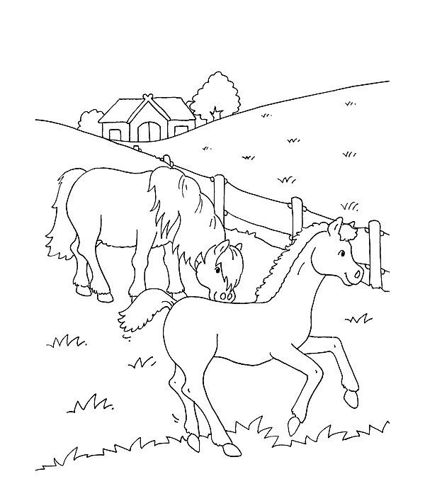 My Big Colouring Book - Horses