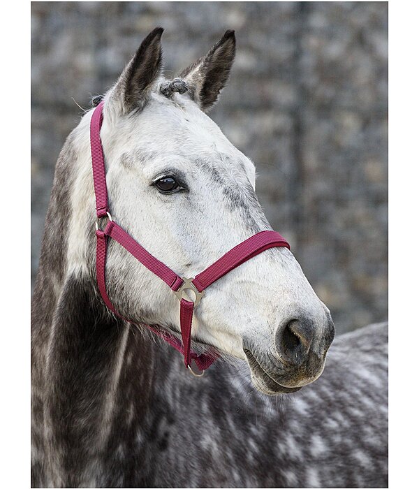 Headcollar Super Price ll