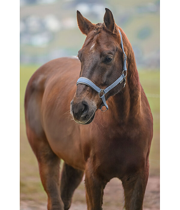 Headcollar Super Price ll