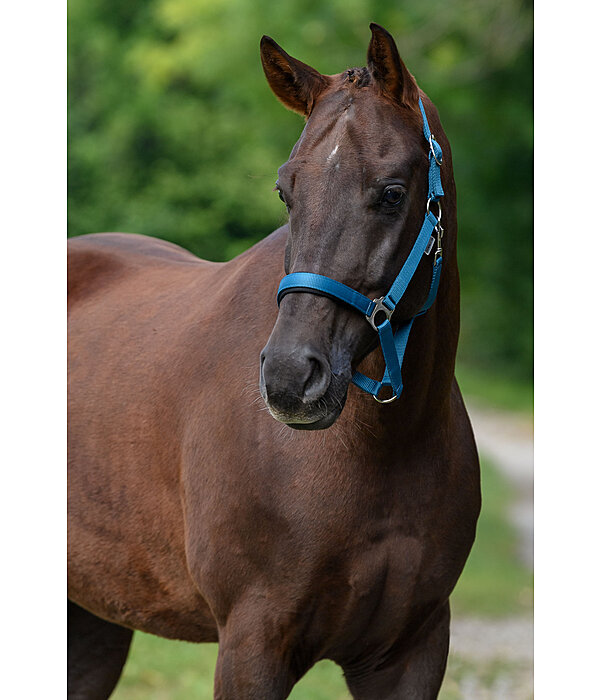 Headcollar Super Price ll