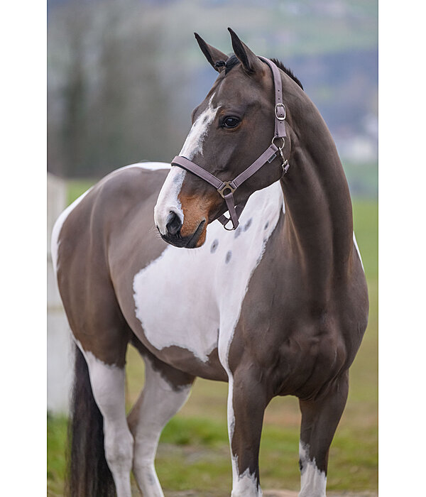 Headcollar Super Price ll