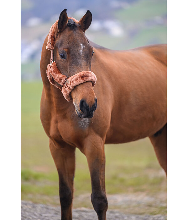 Teddy Fleece Headcollar Protection