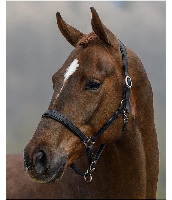 Leather Headcollar Siri