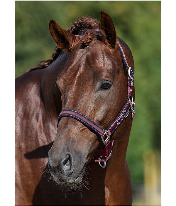 Headcollar Twotone