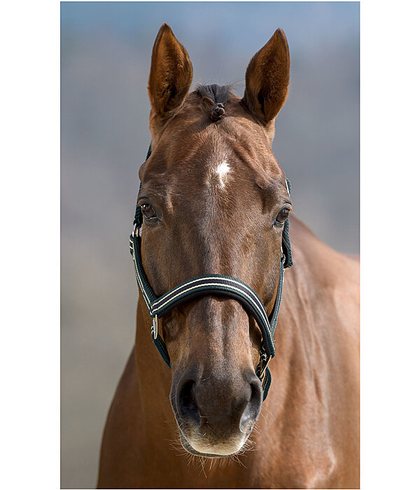 Headcollar Basic