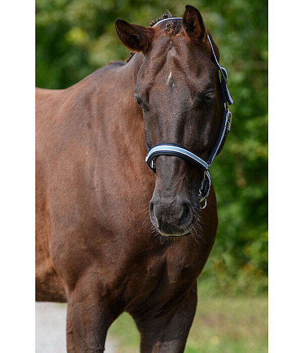 Headcollar Basic