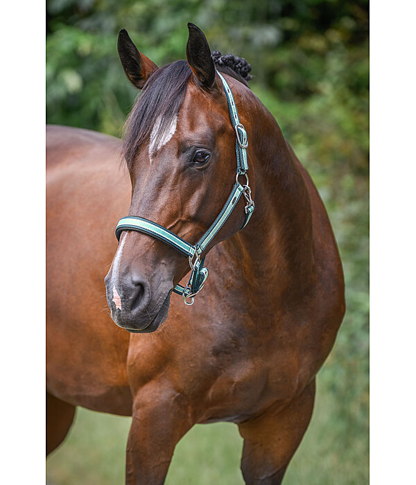 Headcollar Basic