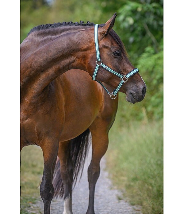 Headcollar Basic